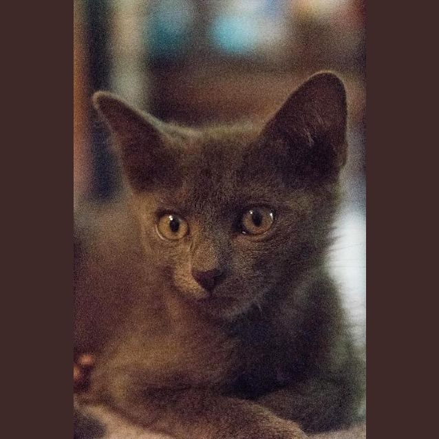 Photo of Buzz
