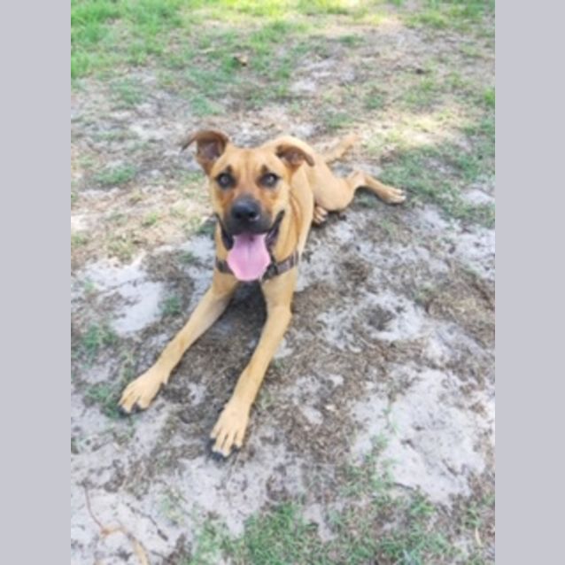 Photo of Archie