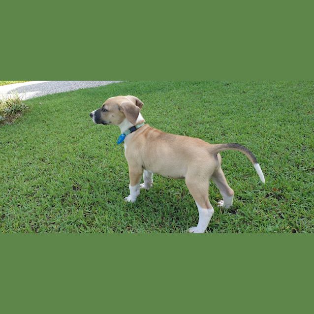 Photo of Huey