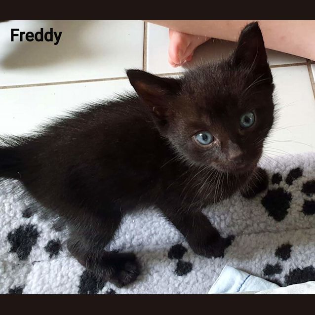 Photo of Rescue Kittens Available For Pre Adoption 