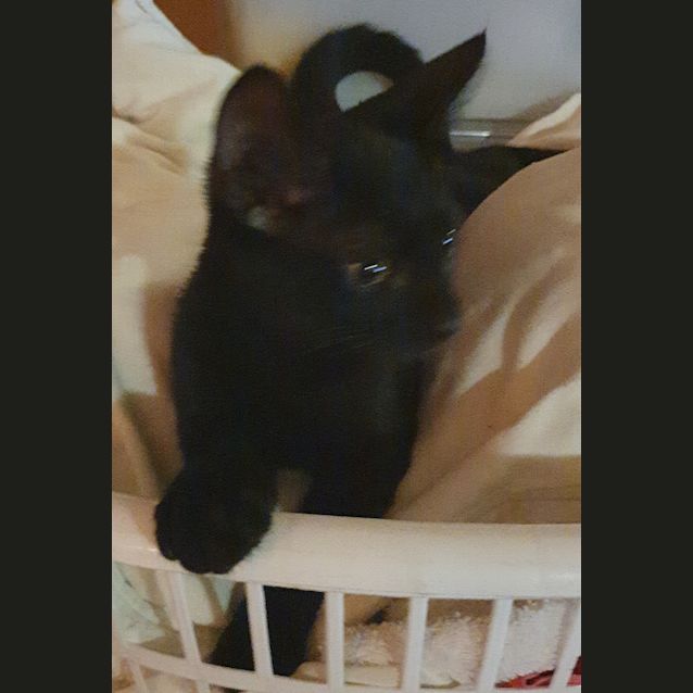 Photo of Nero
