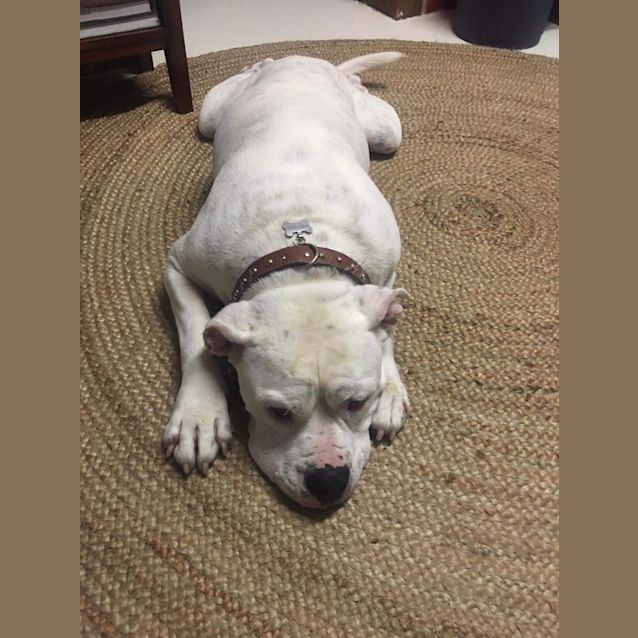 Photo of Oly (Orlando)