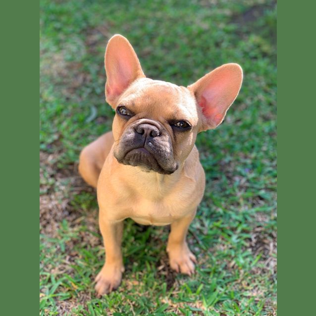 Photo of Phoebe 🐞