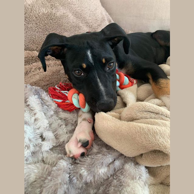 Photo of Polly Waffle 🧇  