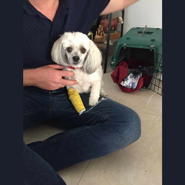 Photo of Possum 🦔