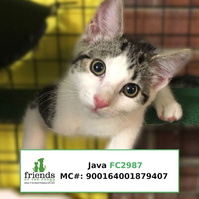 Photo of Java