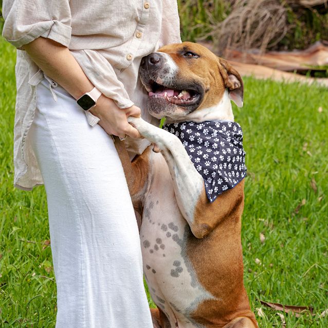 Photo of Ralph ~Friendly 2yo Bull Arab X (On Trial 24/4/20)