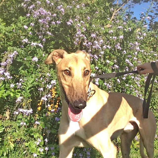 Photo of Otis