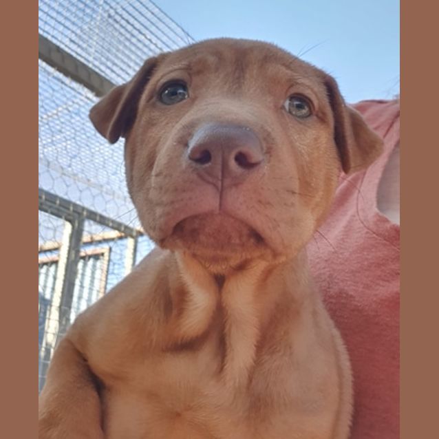 Photo of Ruby
