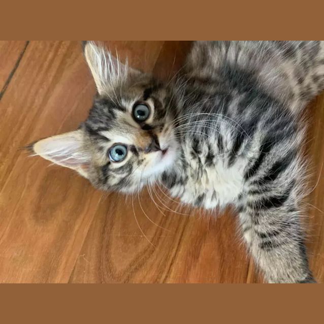 Photo of Bentley