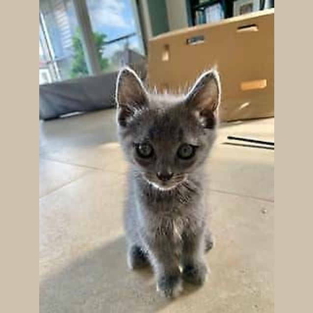 Photo of Diesel
