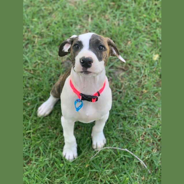 Photo of Daffodil 