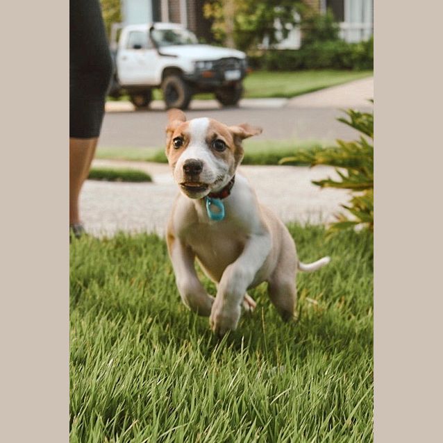 Photo of Clarabelle