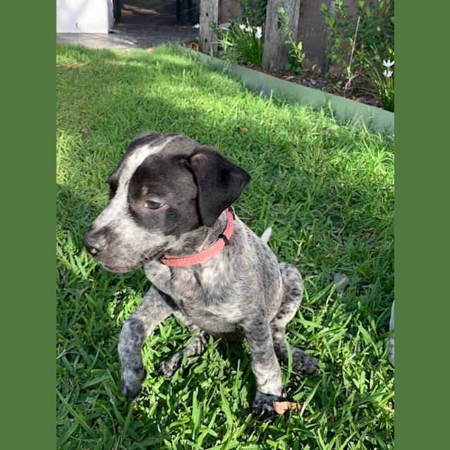 Photo of Dixie 