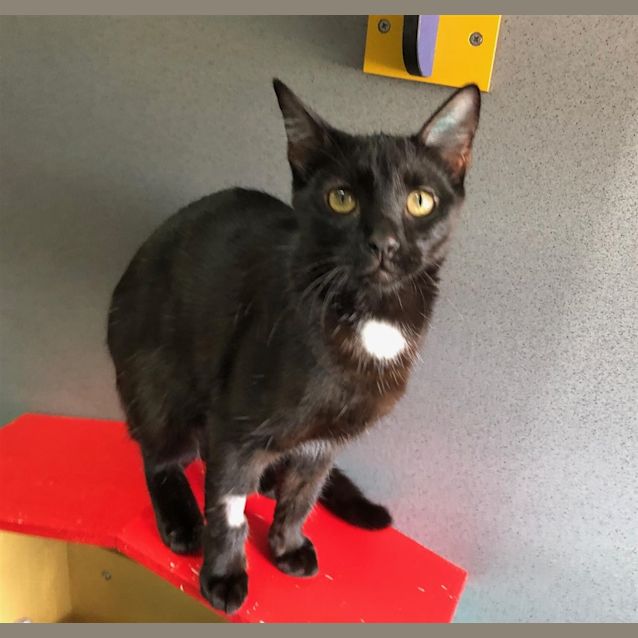 Photo of Cleocatra