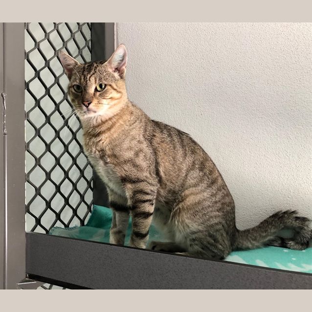 Photo of Ferris Meowler