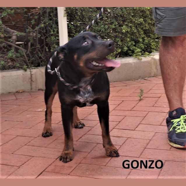 Photo of Gonzo