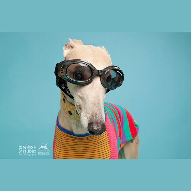 Franklin Large Male Greyhound Dog in VIC PetRescue