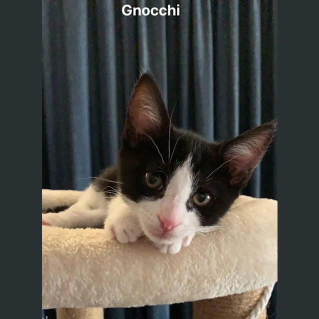 Photo of Gnocci