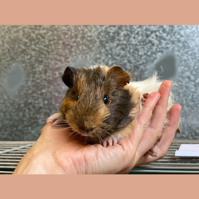 Photo of Pancake