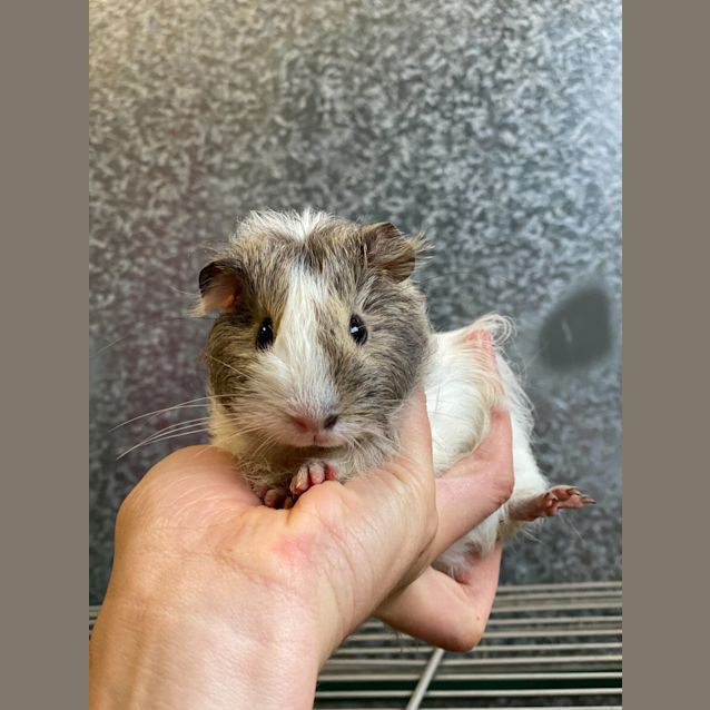 Photo of Toastie