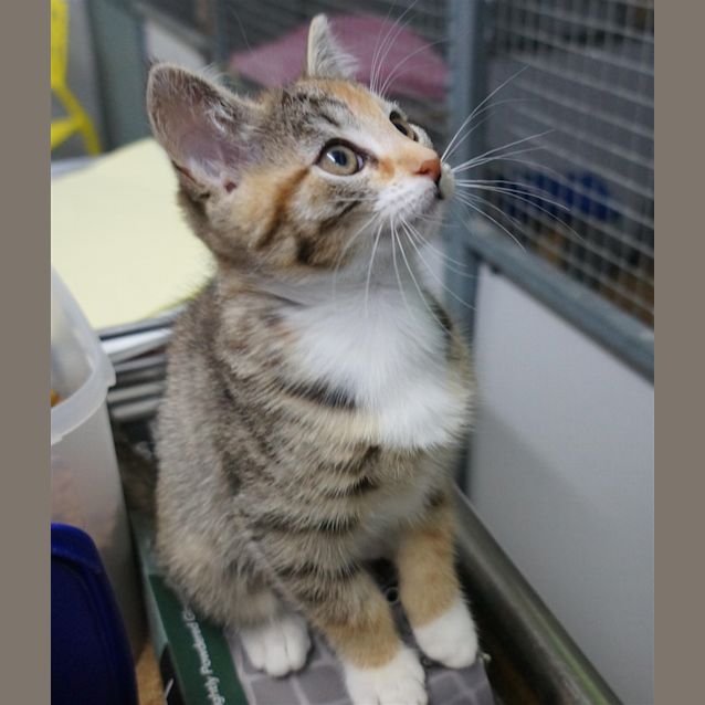 Photo of Moppet