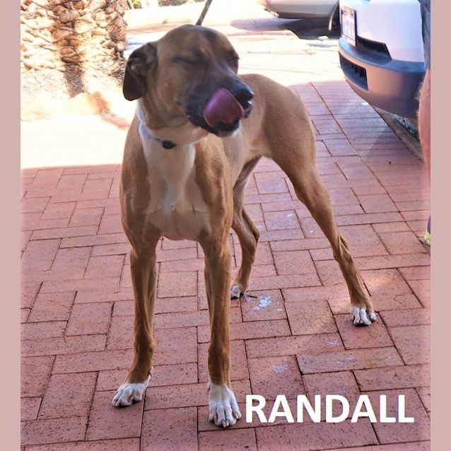 Photo of Randall