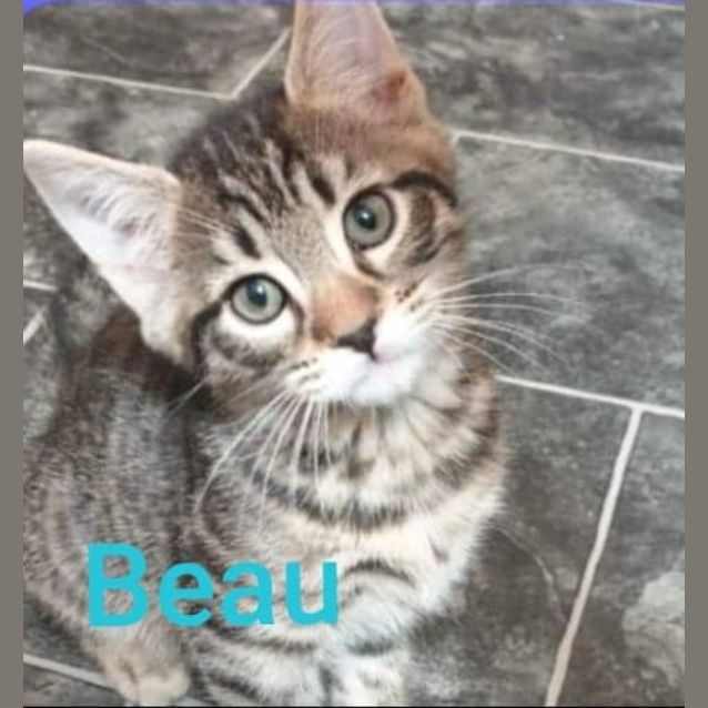 Photo of Beau