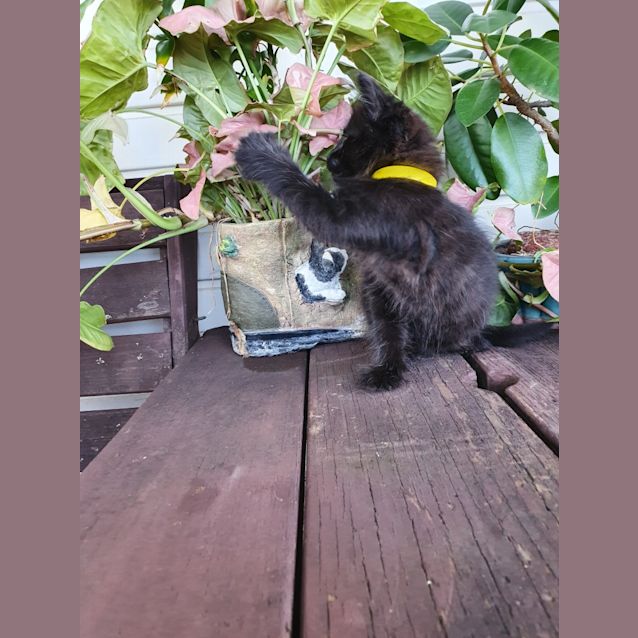 Photo of Pinkie, Gus, Dexter & Bobby