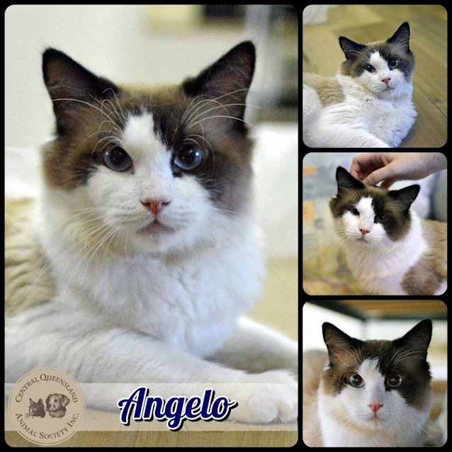 Photo of Angelo