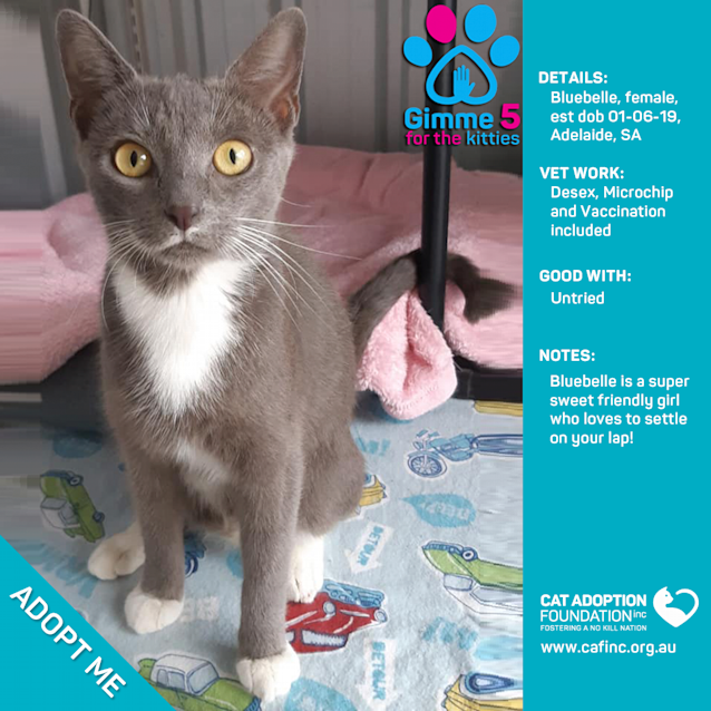 Photo of Bluebelle