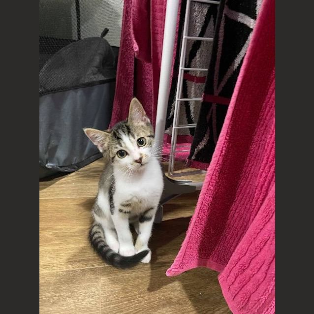 Photo of Snickers