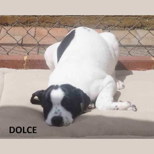 Photo of Dolce
