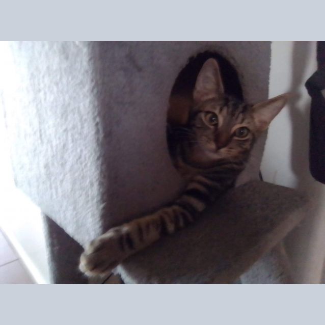 Photo of Bobble