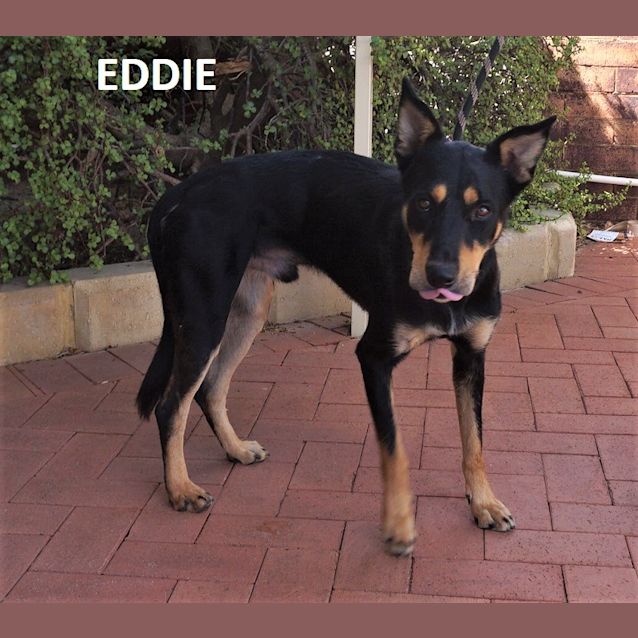 Photo of Eddie