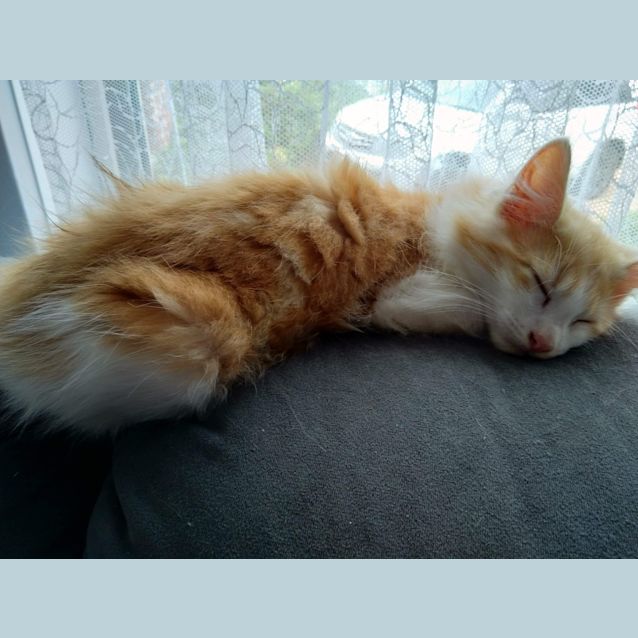 Photo of Cheesecake