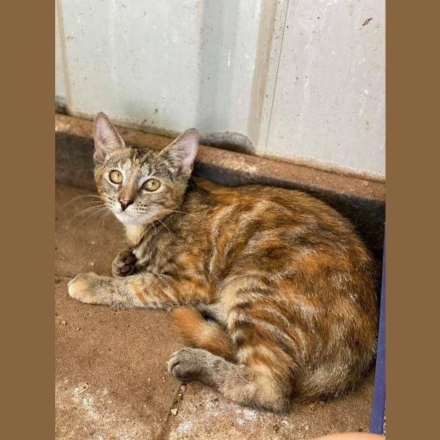 Photo of Gypsy