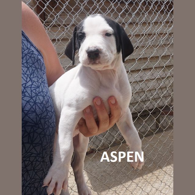 Photo of Aspen