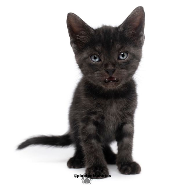 Photo of Woody 