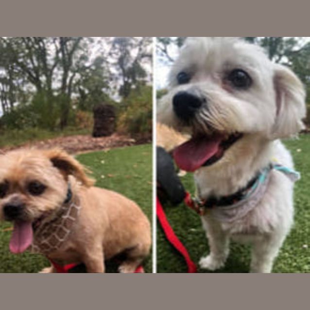 Photo of Tt (Dl2423) & Chanel (Dl2424)