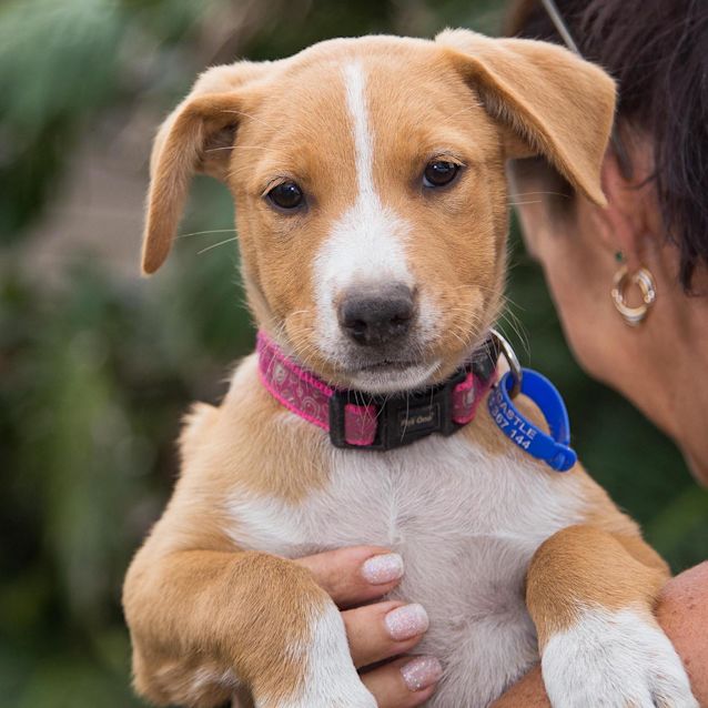 Photo of Honey ~ Cattle X Kelpie Puppy (On Trial 14/3/20)