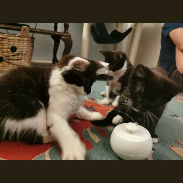 Photo of Foxy🦊💜