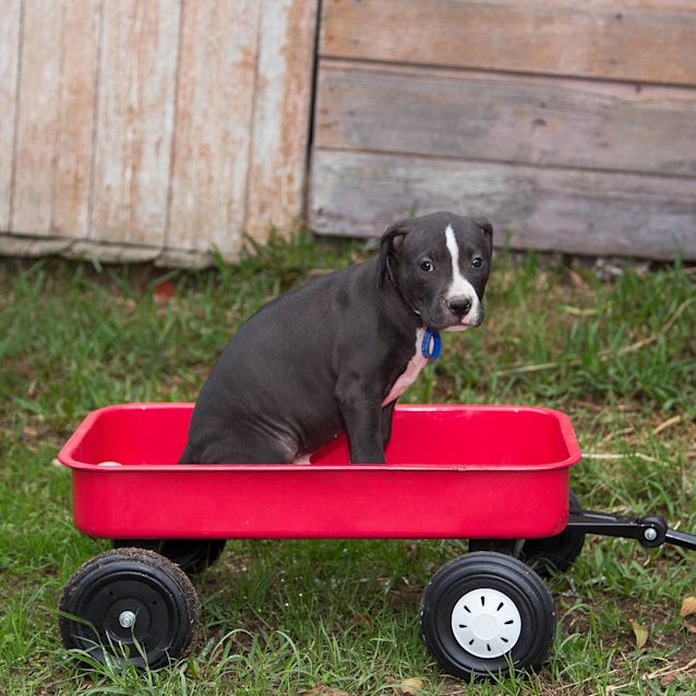 Photo of Zac ~ Loving Staffy X Puppy (On Trial 18/3/20)
