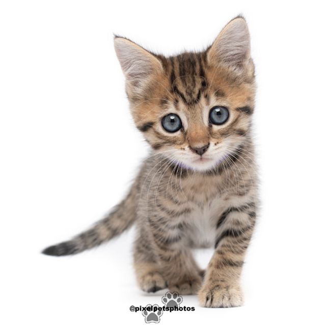 Photo of Cupcake 