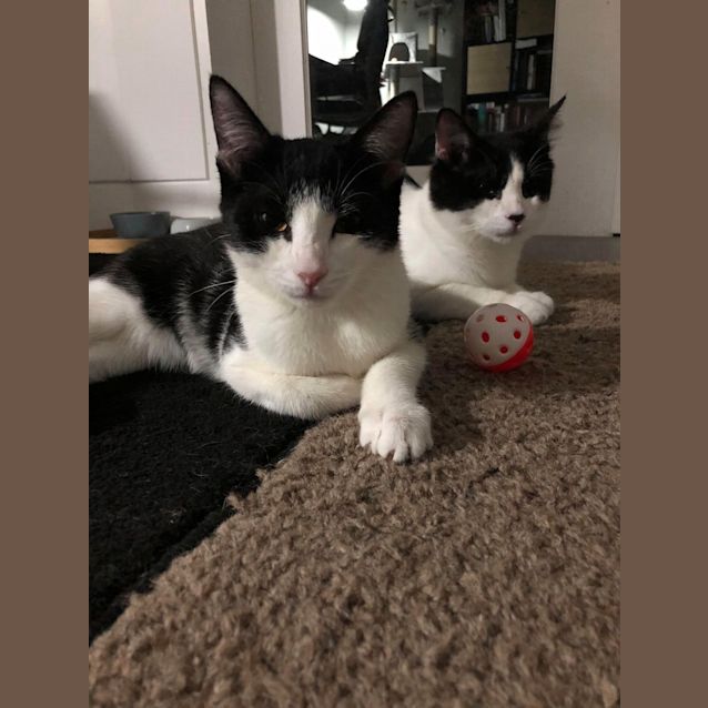 Photo of Leia (Princess!)