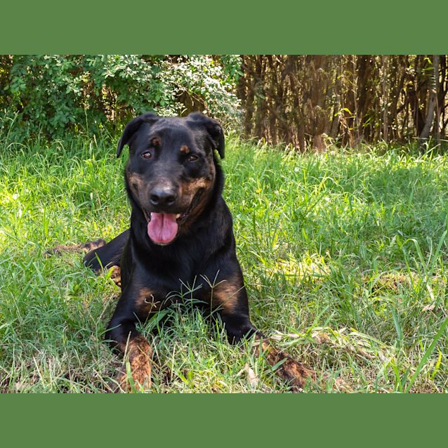 Photo of Layla