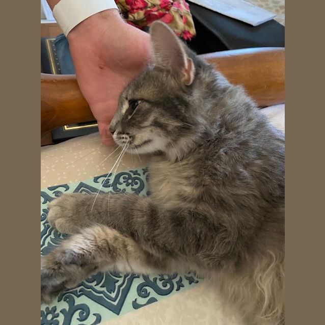 Photo of Kora