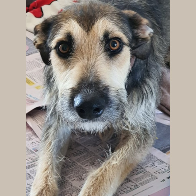 Photo of Bently