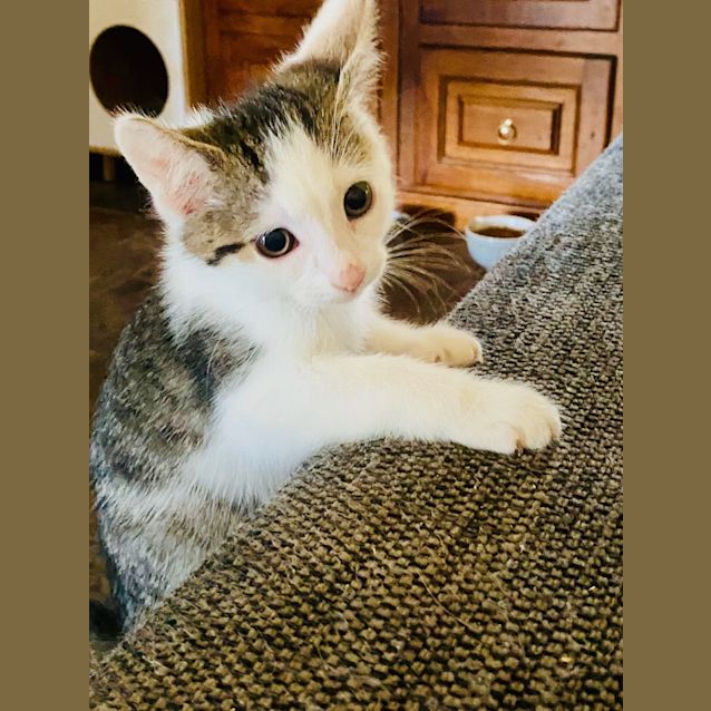 Photo of Tippie Tail 