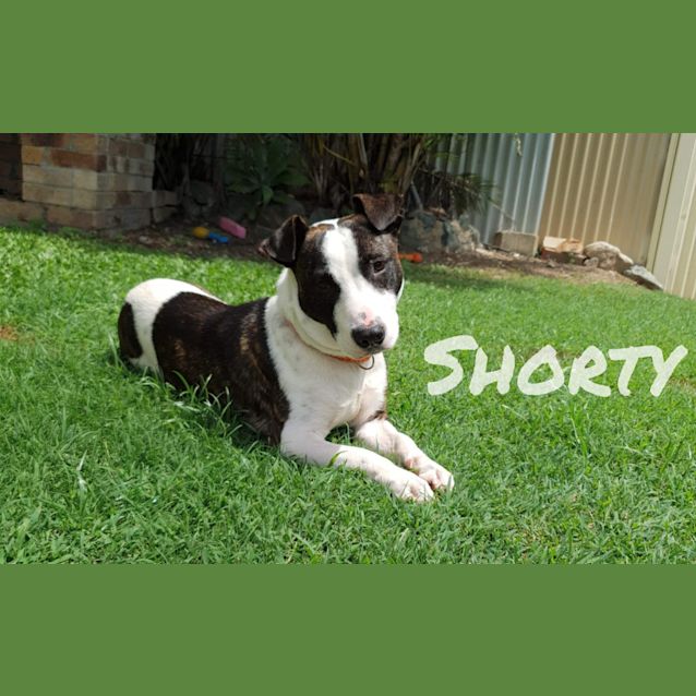 Photo of Shorty